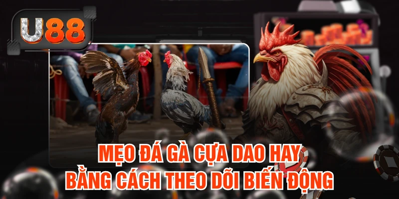 Mẹo đá gà cựa dao hay bằng cách theo dõi biến động